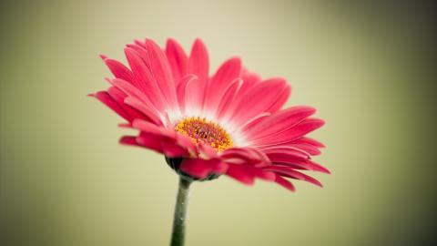 Test Flowers